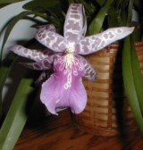 Photo of Orchid Flower by Dottie Gantt